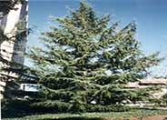 Deodar Cedar, Calif. Christmas Tree