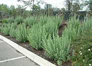 Little Spires Russian Sage