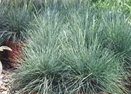 Elija Blue Fescue