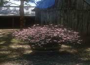 Whirling Butterflies White Gaura