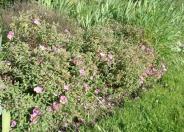 Furry-Leaf Rockrose