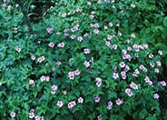 Endress' Cranesbill