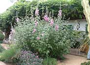 Rosea Tree Mallow