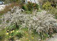 Geraldton Wax Flower