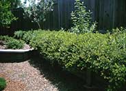 Manzanita Emerald Carpet