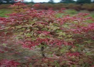 Japanese Maple