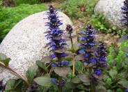 Ajuga, Bugle Flower, Carpet Bugle