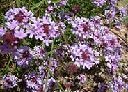 Cedros Island Verbena cv.