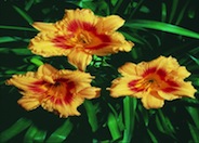 Black-Eyed Stella Hybrid Daylily