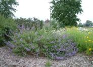 Blue Bush Sage