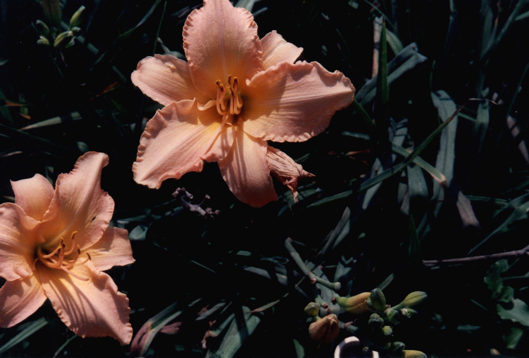 Delicate Treasure Daylily