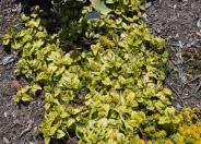 Variegated Carmel Creeper