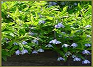 Australian Bluebell Creeper