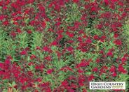 Furman's Red Texas Sage