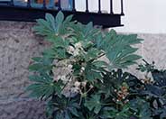 Japanese Fatsia or Aralia