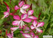 Rosyjane Gaura