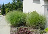 Eulalia or Japanese Silver Grass