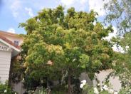 Chinese Fringe Tree