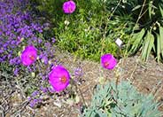 Rock Purslane