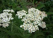 Yarrow